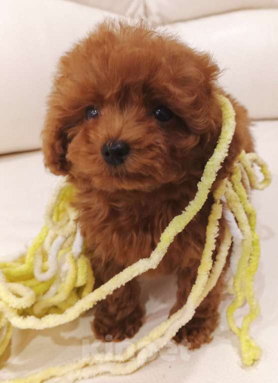 Собаки в Москве: Китайский тикап тедди пудель микро мальчик Мальчик, Бесплатно - фото 2
