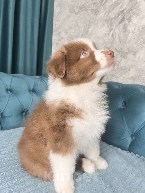 Собаки в Ростове-на-Дону: Щенок Мальчик, 60 000 руб. - фото 7