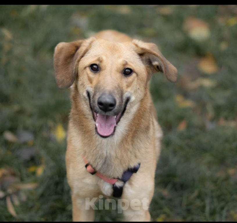 Собаки в Москве: Джинни, яркое солнышко Девочка, Бесплатно - фото 1