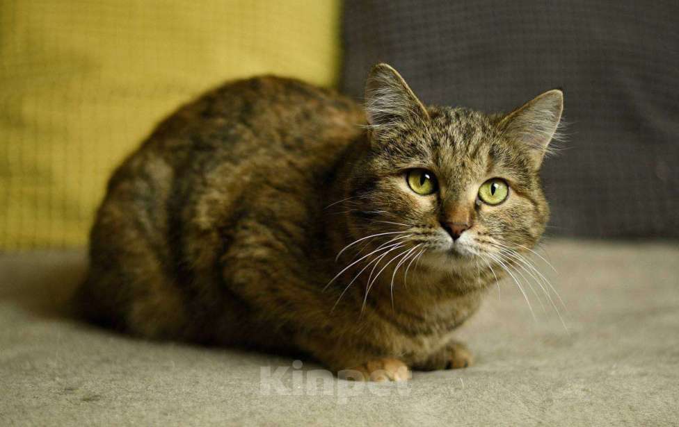 Кошки в Москве: кошка Анфиса в добрые руки Девочка, Бесплатно - фото 6