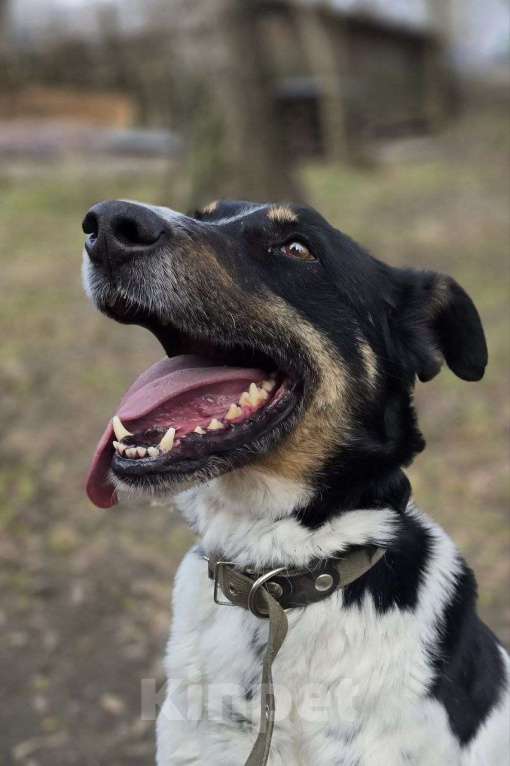 Собаки в Королеве: СуперПёс Анжело! Мальчик, Бесплатно - фото 4