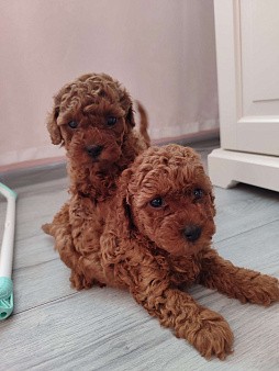 Щенки той пудель