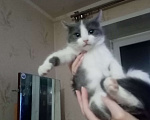 Кошки в Ижевске: отдам котенка Мальчик, 1 руб. - фото 5