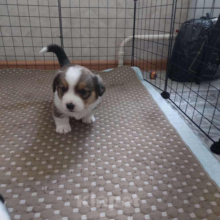 Собаки в Муравленко: Вишера Девочка, 50 000 руб. - фото 2