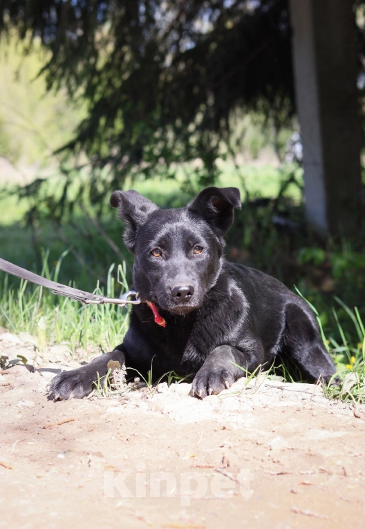 Собаки в Москве: Саманте нужен дом  Девочка, Бесплатно - фото 2