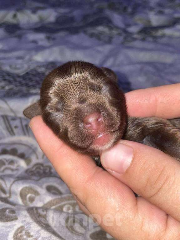 Собаки в других городах Московской области: Цветные йорки Мальчик, 30 000 руб. - фото 2