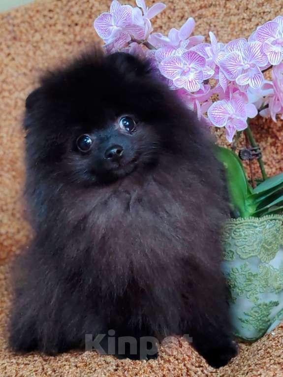 Собаки в других городах Московской области: Щенок померанский шпиц Мальчик, 70 000 руб. - фото 6