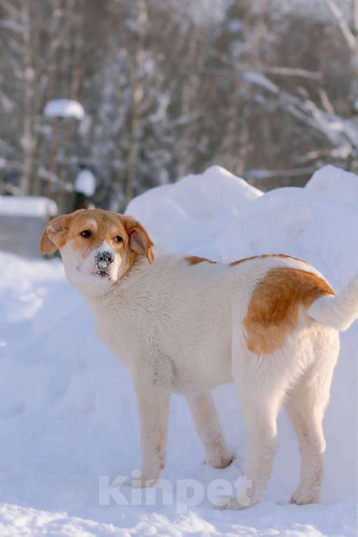 Собаки в Москве: Белый щенок Дин от папы-алабая ищет дом Мальчик, Бесплатно - фото 4