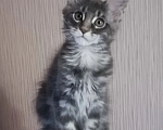 Кошки в Одинцово: Котята Мейн-куны Мальчик, 30 000 руб. - фото 1