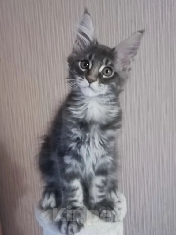 Кошки в Одинцово: Котята Мейн-куны Мальчик, 30 000 руб. - фото 1