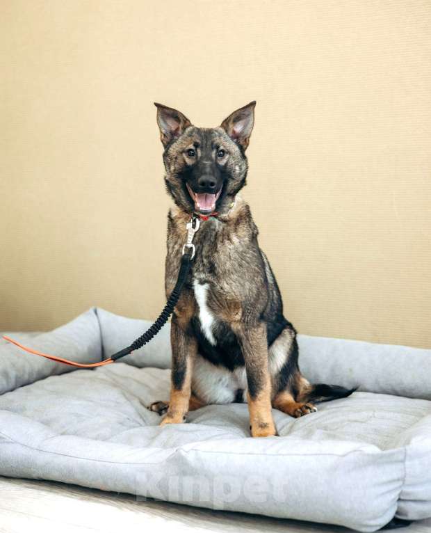 Собаки в Москве: Щенок бесплатно в Москве Девочка, Бесплатно - фото 2