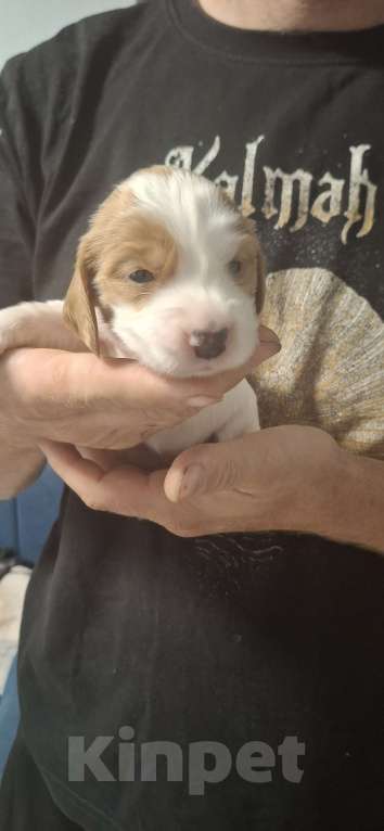 Собаки в Москве: Щенок девочка русский охотничий спаниель  чистокровный Девочка, 10 000 руб. - фото 3