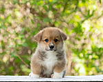 Собаки в Смоленске: Мальчик Вельш Корги Пемброк Мальчик, 80 000 руб. - фото 4