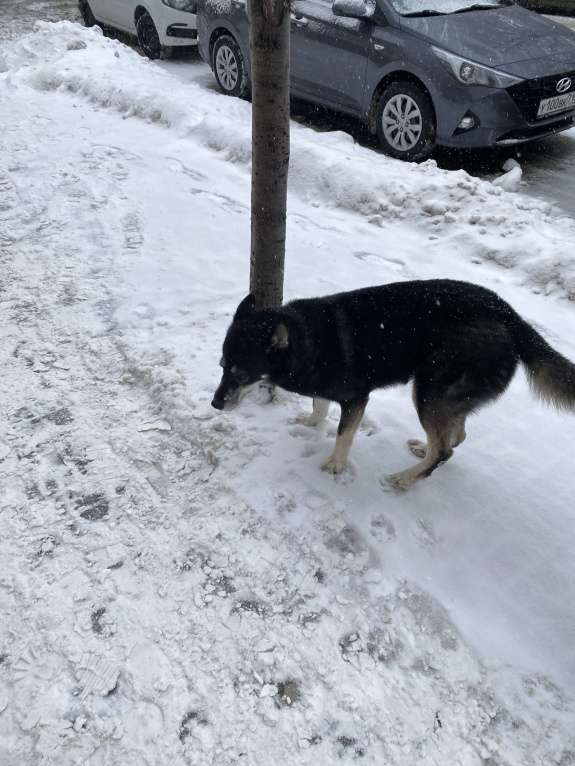 Собаки в Казани: Нашлась собака, центр Казани Мальчик, Бесплатно - фото 2