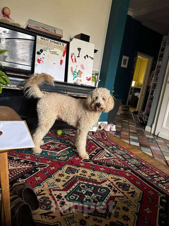 Собаки в Москве: Вязка кобеля Мальчик, Бесплатно - фото 6