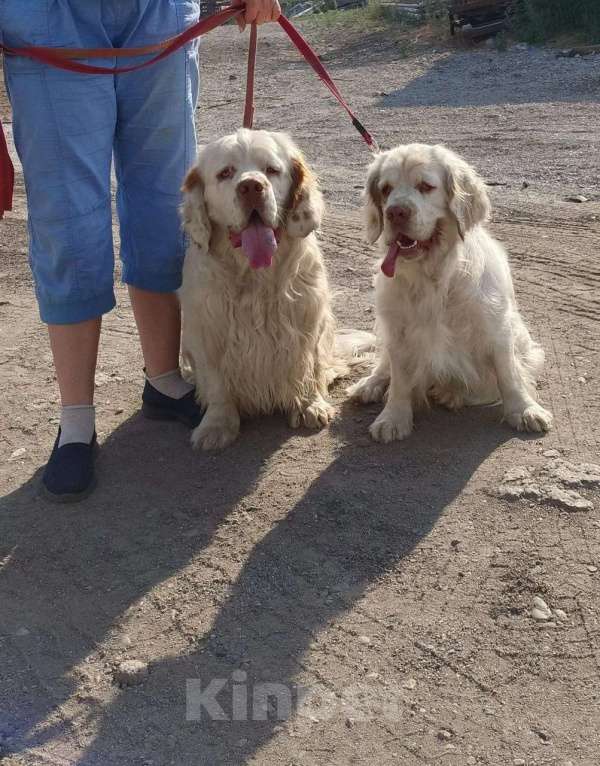 Собаки в Чите: Продам щенка Мальчик, 35 000 руб. - фото 2