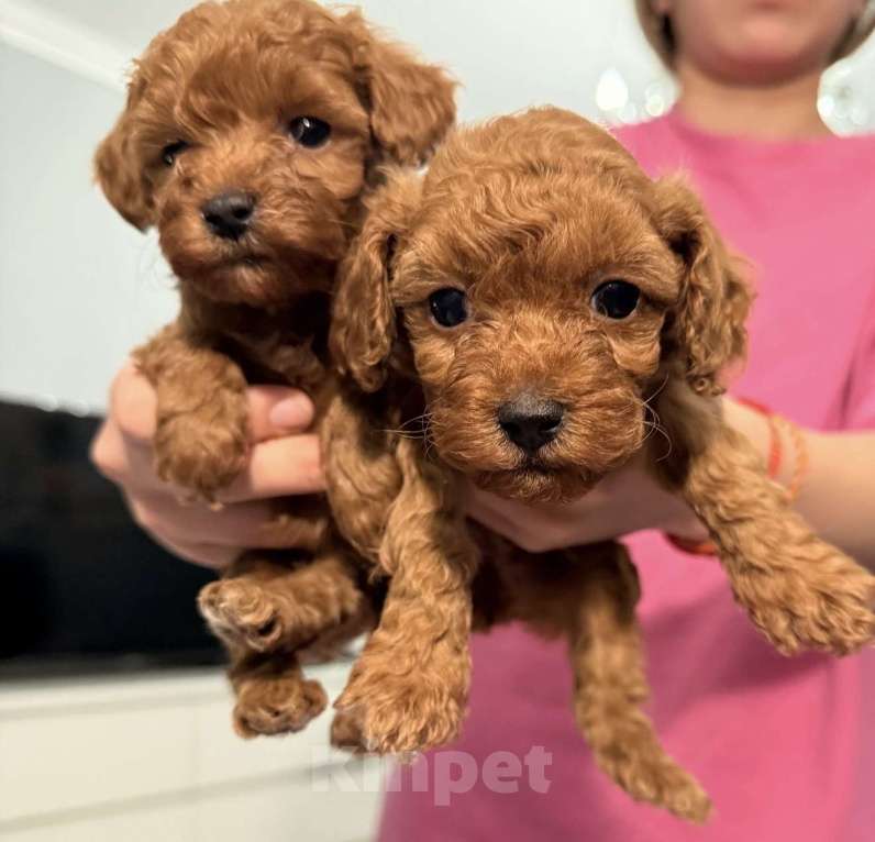 Собаки в Егорьевске: Щенки пуделя ред браун миниатюра Девочка, 60 000 руб. - фото 5