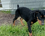Собаки в других городах Краснодарского края: Щенки добермана Мальчик, 15 000 руб. - фото 4