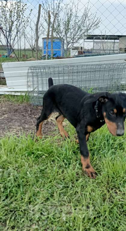 Собаки в других городах Краснодарского края: Щенки добермана Мальчик, 15 000 руб. - фото 4