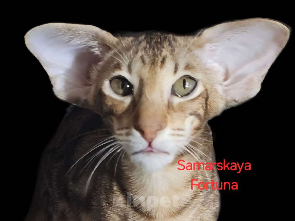 Кошки в других городах Самарской области: Ориентальный котик шоколадного мраморного окраса  Мальчик, 100 000 руб. - фото 1