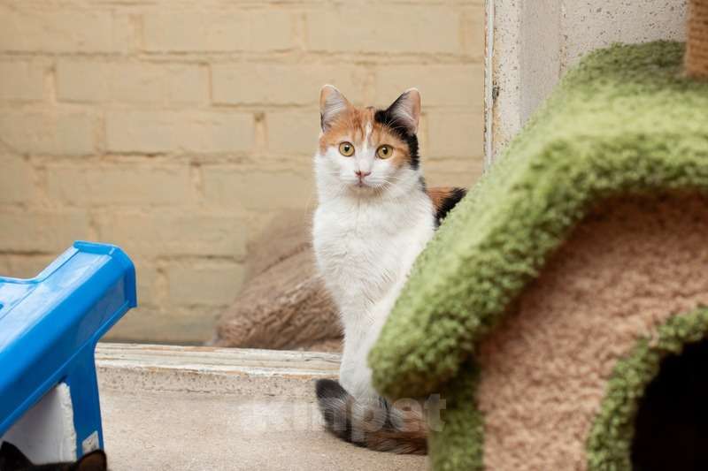 Кошки в Москве: Трехцветная кошечка Маня ищет дом Девочка, Бесплатно - фото 3