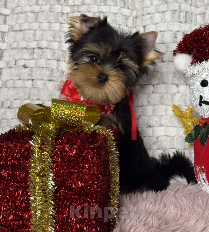 Собаки в Москве: Йоркширский терьер мальчик  Мальчик, 65 000 руб. - фото 5