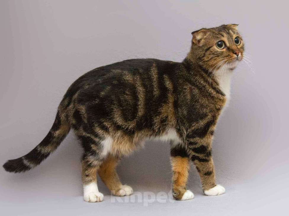 Кошки в Москве: Очаровательная вислоухая кошечка Жужу Девочка, Бесплатно - фото 3