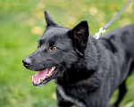 Собаки в Москве: Черный красавец Эдик, самый верный в мире пес в добрые руки Мальчик, 10 руб. - фото 6