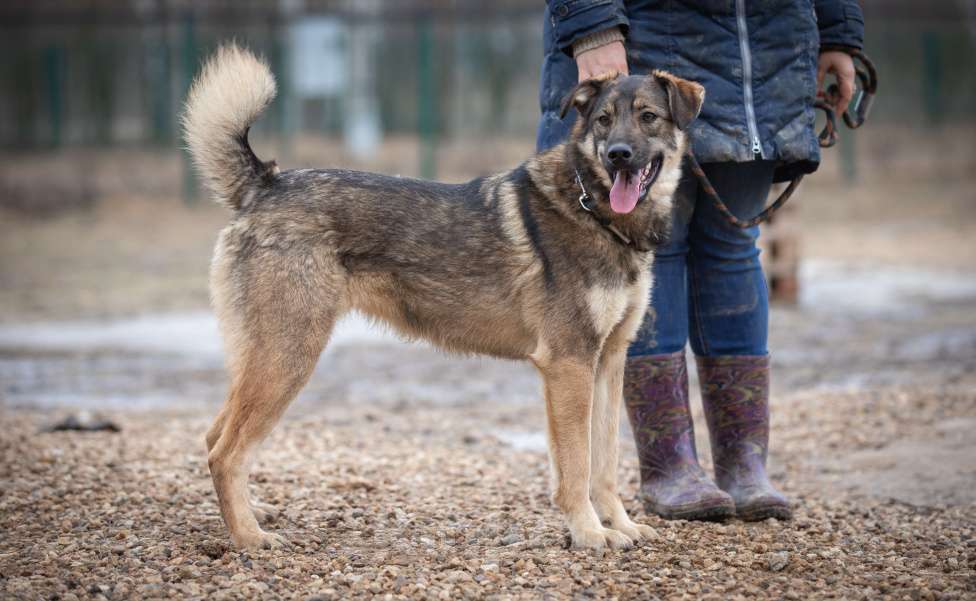 Собаки в Москве: Шepи Девочка, Бесплатно - фото 7