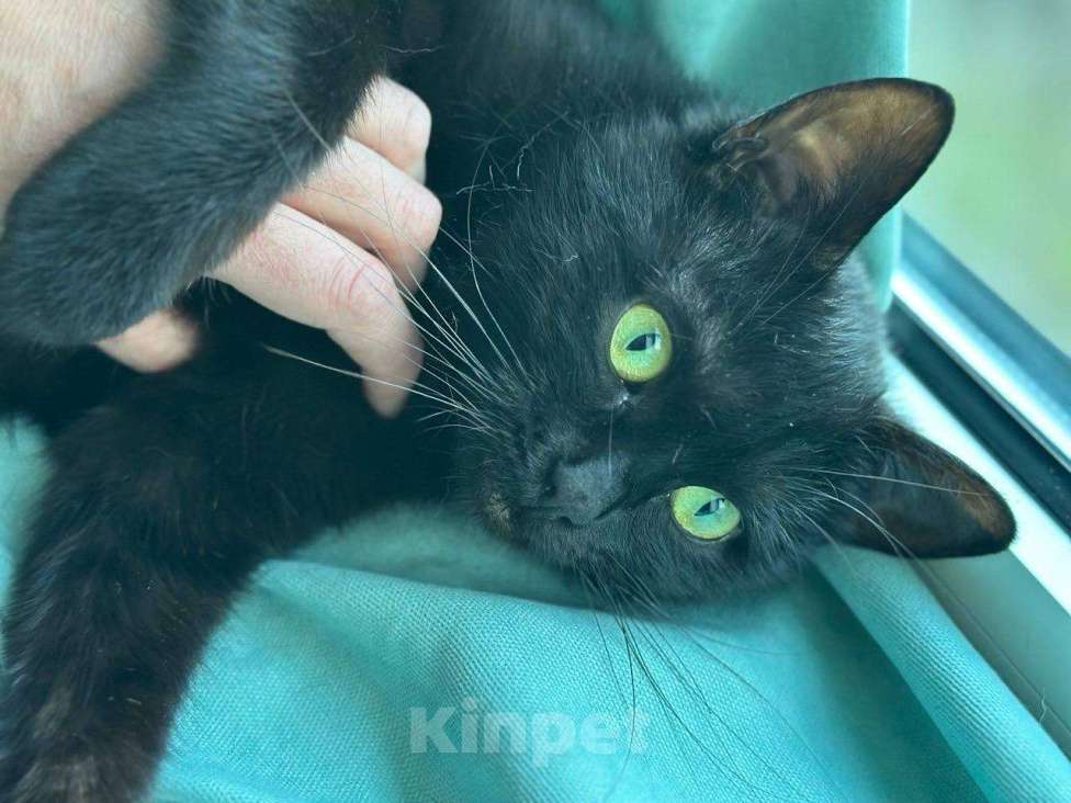 Кошки в Москве: Кошка Багира ищет дом Девочка, Бесплатно - фото 6