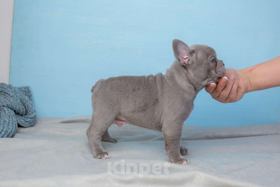 Собаки в Ростове-на-Дону: щенки французского бульдога серые лилак Мальчик, Бесплатно - фото 3