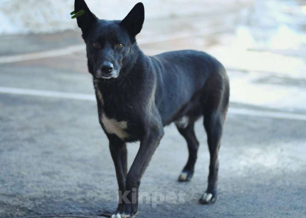 Собаки в Москве: у Проши умер хозяин Мальчик, Бесплатно - фото 3