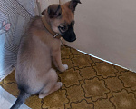 Собаки в Кемерово: Щенок девочка Девочка, 10 руб. - фото 5