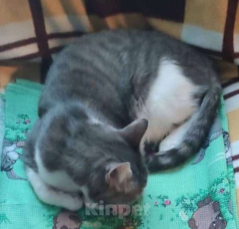 Кошки в других городах Московской области: Пропал Кот Мальчик, 5 000 руб. - фото 3