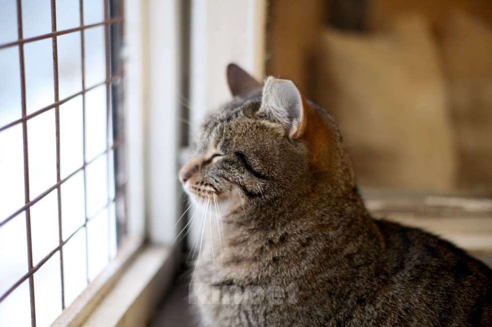 Кошки в Санкт-Петербурге: Очаровательная Фрося Девочка, Бесплатно - фото 4