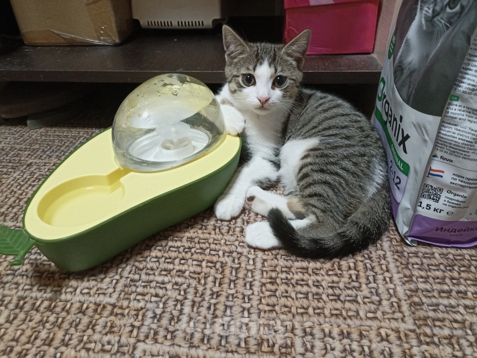 Кошки в других городах Краснодарского края: Котенок в добрые руки Мальчик, 500 руб. - фото 2