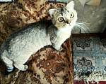 Кошки в Арзамасе: Золотого окраса девочки Девочка, 6 000 руб. - фото 8