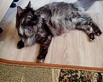 Кошки в Батайске: Котята Мейн Куна., 8 000 руб. - фото 7