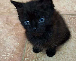 Кошки в Геленджике: Котята в добрые руки Мальчик, 10 руб. - фото 1