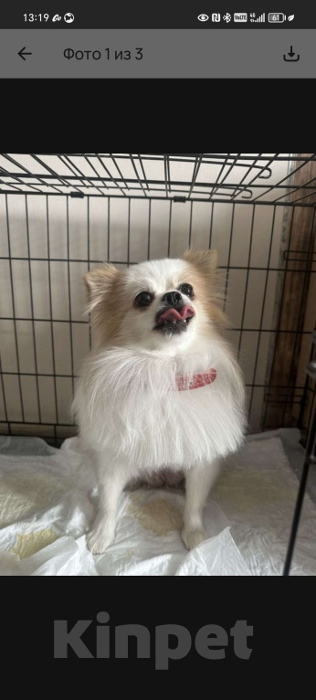 Собаки в Новокузнецке: продам немецкого шпица(девочка)  Девочка, 7 000 руб. - фото 2