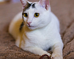 Кошки в Москве: Котенок в добрые руки Мальчик, Бесплатно - фото 3