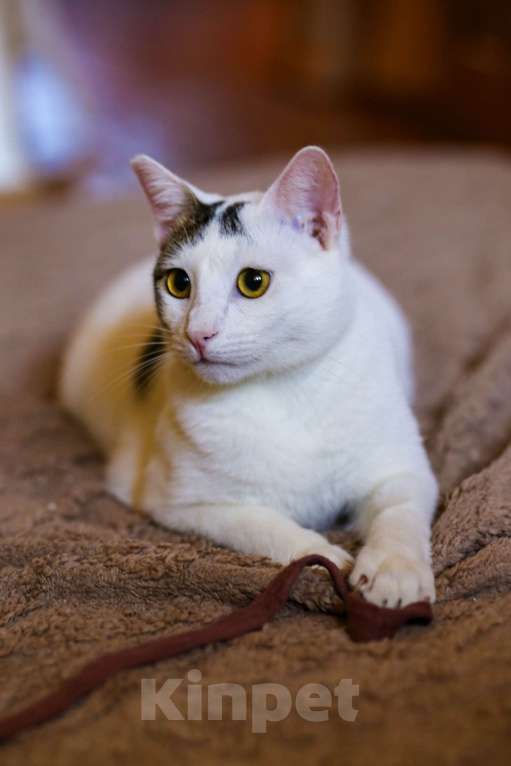 Кошки в Москве: Котенок в добрые руки Мальчик, Бесплатно - фото 3