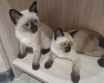 Кошки в Новоалександровске: КОТЯТА Мальчик, 1 000 руб. - фото 1