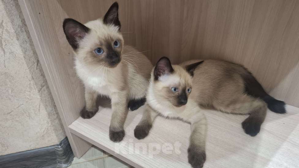 Кошки в Новоалександровске: КОТЯТА Мальчик, 1 000 руб. - фото 1