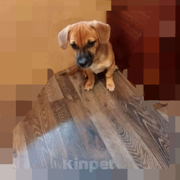 Собаки в Санкт-Петербурге: Щенок в добрые руки  Мальчик, Бесплатно - фото 2