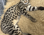 Кошки в Екатеринбурге: Внучка, Азиатского леопардового кота!!! Девочка, 90 000 руб. - фото 4
