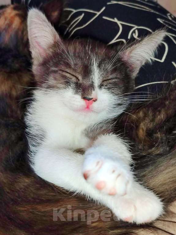 Кошки в Самаре: Метис египетского мау  Мальчик, Бесплатно - фото 4