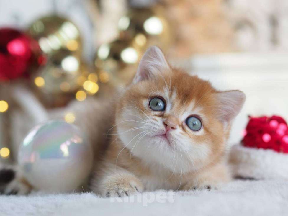 Кошки в Москве: Британская девочка Фианита Девочка, 150 000 руб. - фото 4