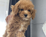 Собаки в Москве: Той- пудель мальчишка  Мальчик, Бесплатно - фото 3