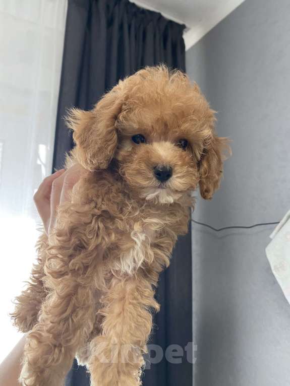 Собаки в Москве: Той- пудель мальчишка  Мальчик, Бесплатно - фото 3